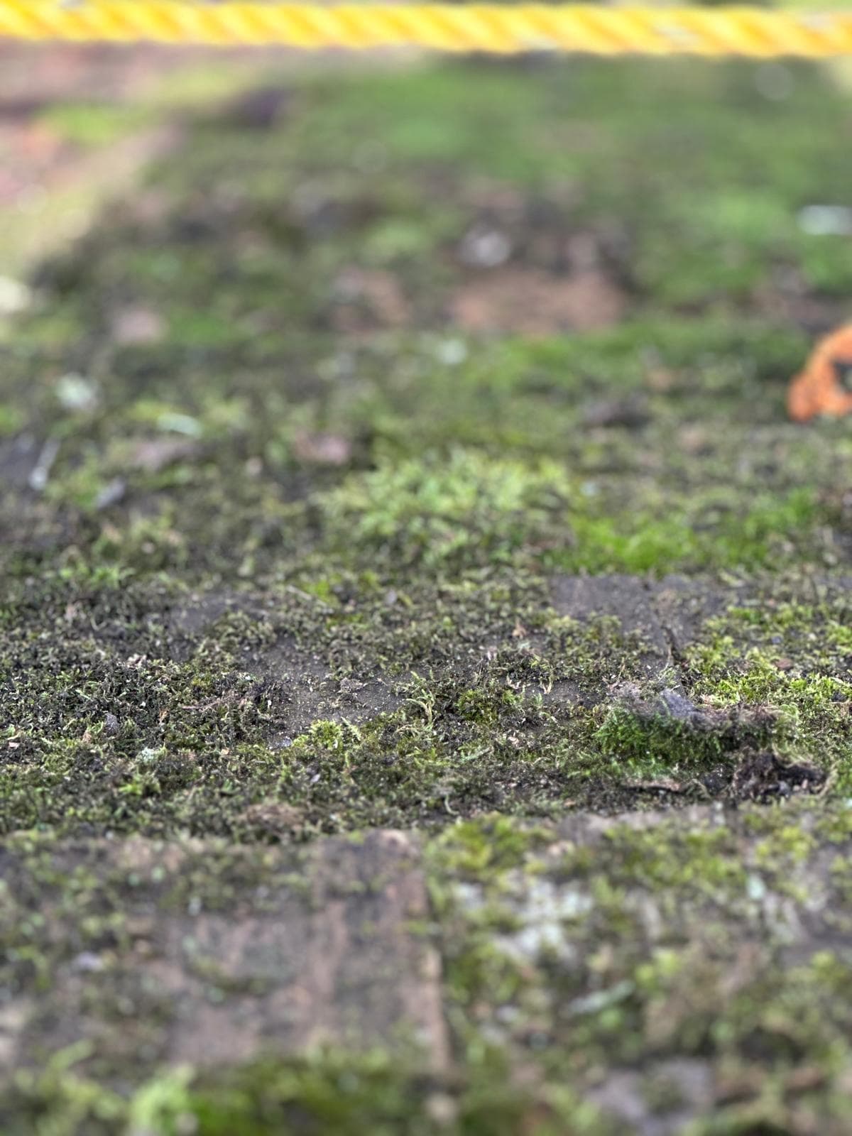 Cedar Shake Roof Cleaning & Maintenance